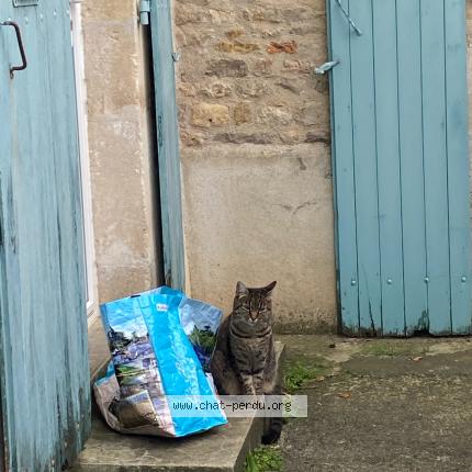Photo de chat perdu à Thire