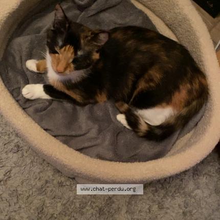 Photo 1/1 Chat retrouvé Perdu à Rouen