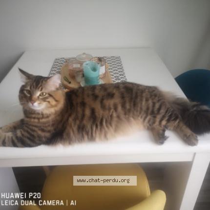 Photo de chat perdu à Torcy