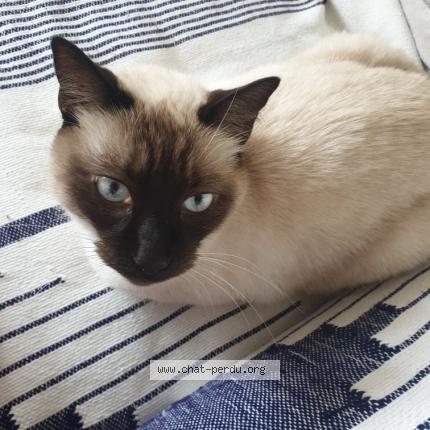 Photo de chat perdu à Toulouse