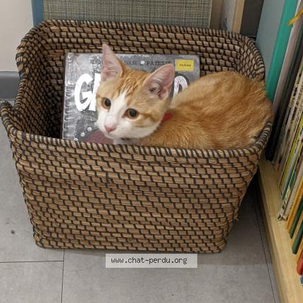 Photo de chat perdu à Sassenage