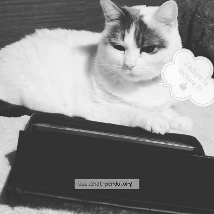 Photo de chat perdu à Louroux De Bouble