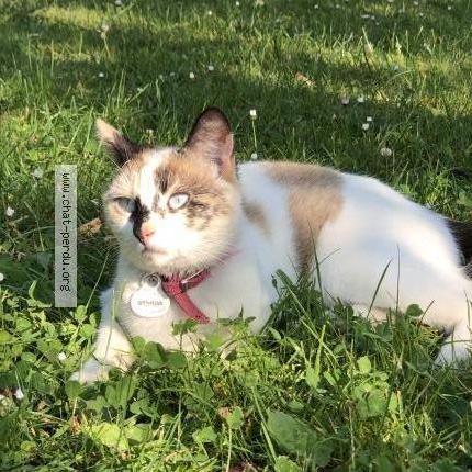Photo de chat perdu à Labourse