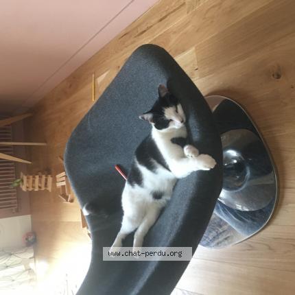Photo 1/1 Chat retrouvé Perdu à Angoulins