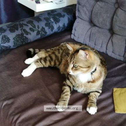 Photo de chat perdu à Bordeaux