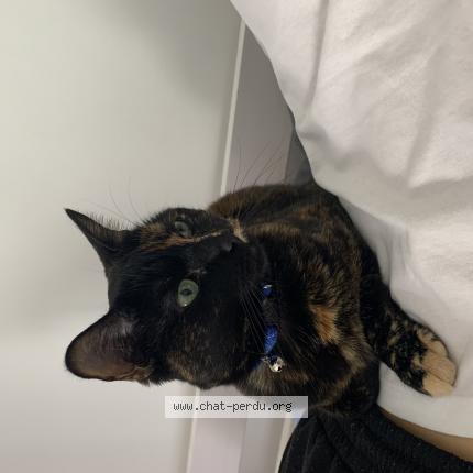 Photo de chat perdu à Breuillet