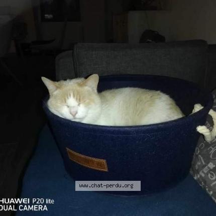 Photo de chat perdu à Chatelaudren