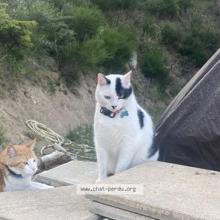 Photo 1/1 Chat retrouvé Perdu à Luriecq