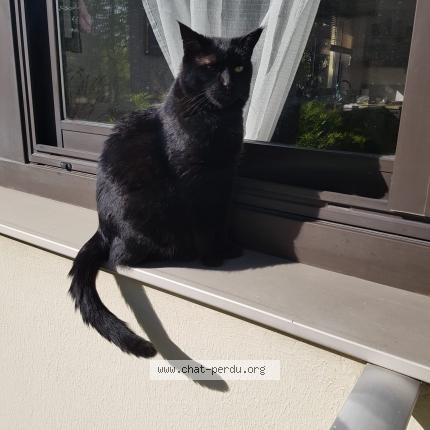 Photo de chat perdu à Rouen