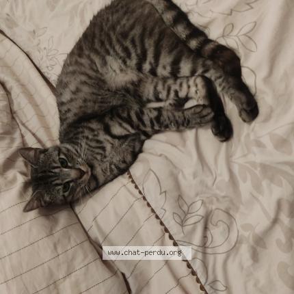 Photo 1/1 Chat retrouvé Perdu à Marseille