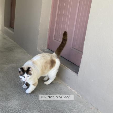 Photo de chat perdu à Istres