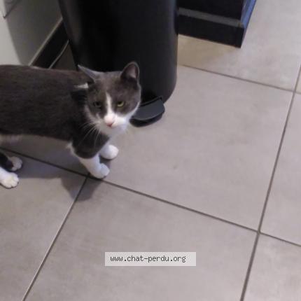 Photo de chat perdu à Lyon