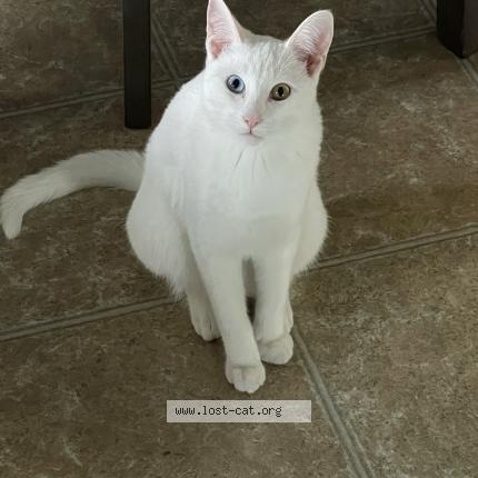 Photo 1/1 Chat retrouvé Perdu à Lethbridge