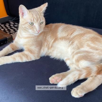 Photo de chat perdu à Juvignac