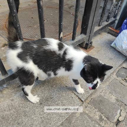 Photo 1/1 Chat retrouvé Trouvé à Paris