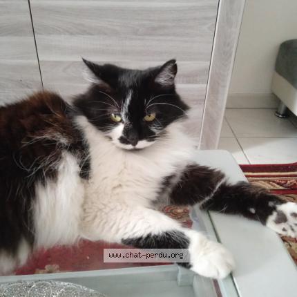 Photo de chat perdu à Toul
