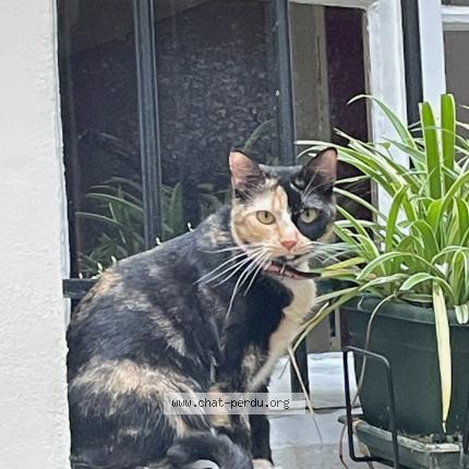 Photo 1/1 Chat retrouvé Perdu à Paris