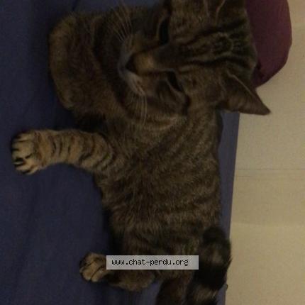 Photo 1/1 Chat retrouvé Perdu à Stiring Wendel