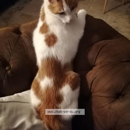 Photo de chat perdu à Roquevaire