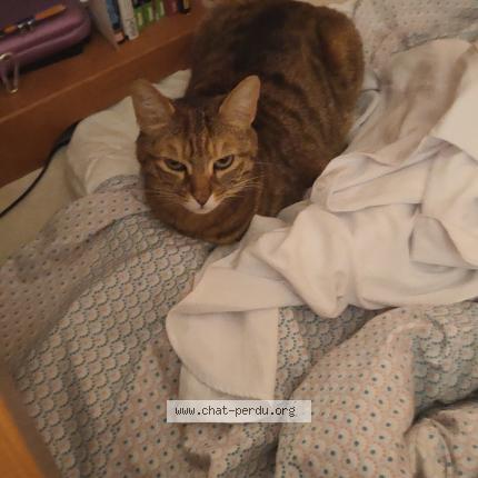 Photo de chat perdu à Saint Maurice L Exil