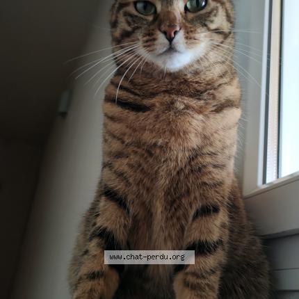 Photo 2/2 Chat retrouvé Perdu à Saint maurice l exil