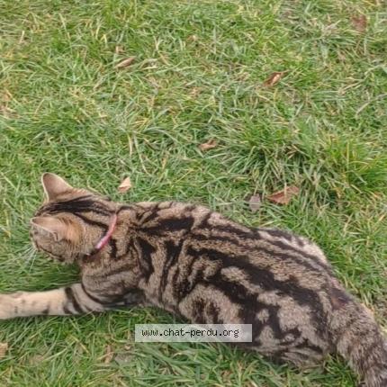 Photo 1/1 Thoundra Chat perdu à Reims