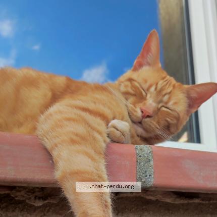 Photo de chat perdu à Fonbeauzard