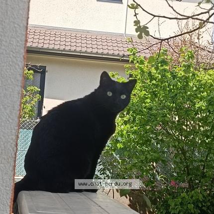 Photo de chat perdu à Meyzieu