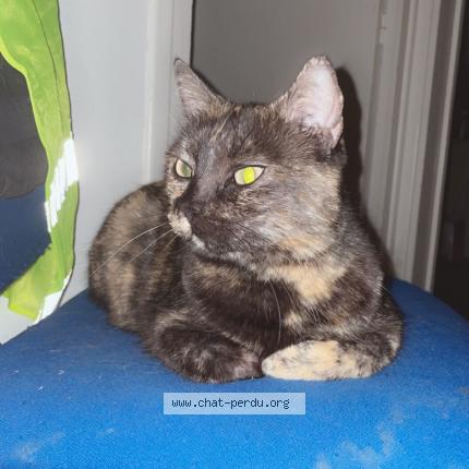 Photo 1/1 Chat retrouvé Perdu à Issoire