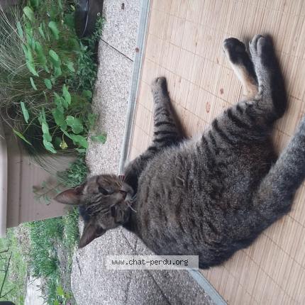 Photo de chat perdu à Vannes