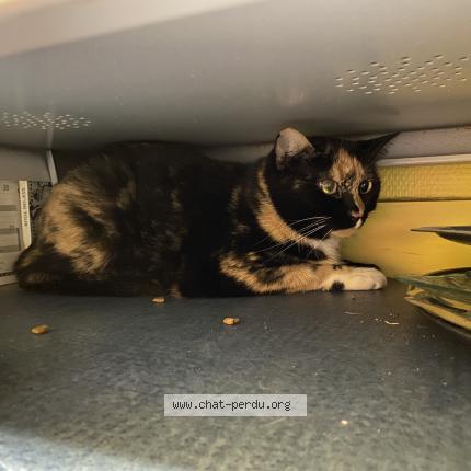 Photo de chat trouvé à Lyon