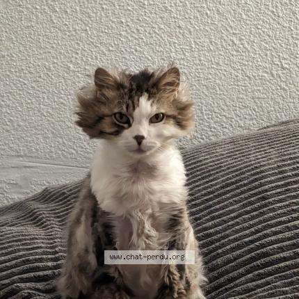 Photo 1/1 Chat retrouvé Perdu à Mougins