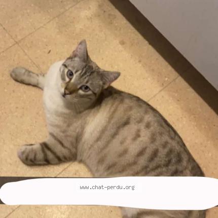 Photo de chat perdu à Montpellier