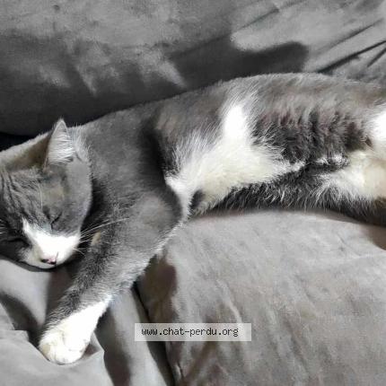 Photo de chat perdu à Margny Les Compiegne