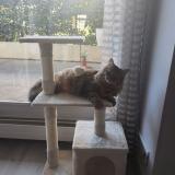 Photo de chat perdu à Villennes Sur Seine