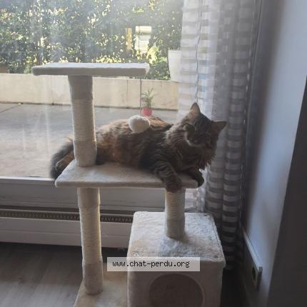 Photo 1/4 Chat retrouvé Perdu à Villennes sur seine