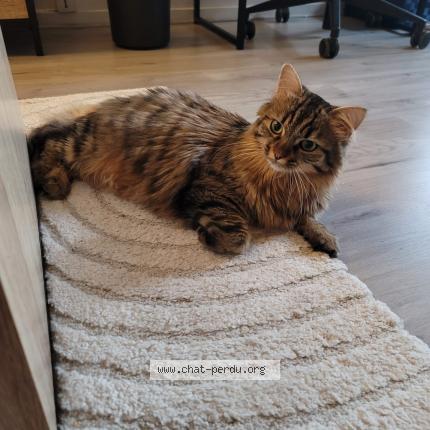 Photo 2/4 Chat retrouvé Perdu à Villennes sur seine