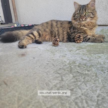 Photo 3/4 Chat retrouvé Perdu à Villennes sur seine