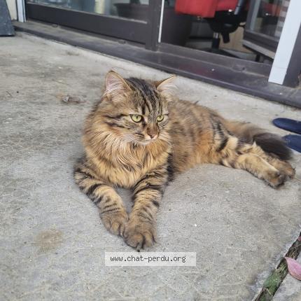 Photo 4/4 Chat retrouvé Perdu à Villennes sur seine