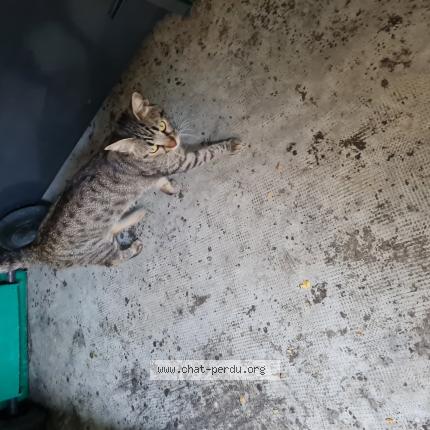 Photo 1/1 Chat retrouvé Trouvé à Montelimar