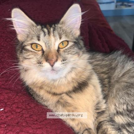 Photo de chat perdu à Meung Sur Loire