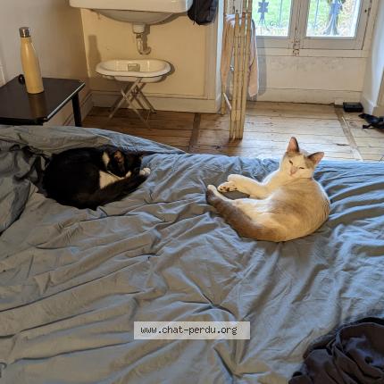 Photo 1/1 Chat retrouvé Perdu à Charbonnieres Les Bains