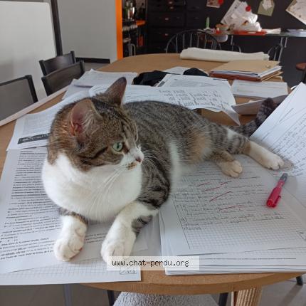Photo de chat perdu à 83150 Bandol