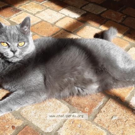 Photo de chat perdu à Entrammes