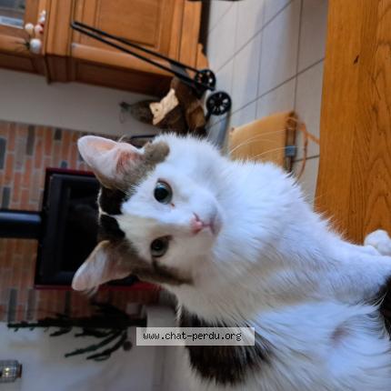 Photo de chat perdu à Eyjeaux