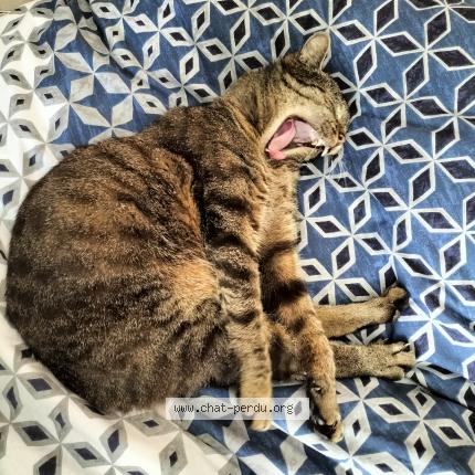 Photo 1/1 Chat retrouvé Perdu à Les Auxons