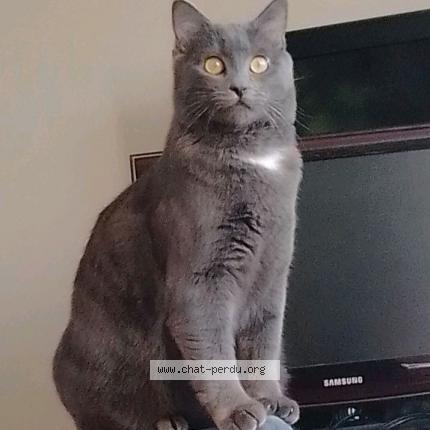 Photo 1/1 Chat retrouvé Perdu à Sevran