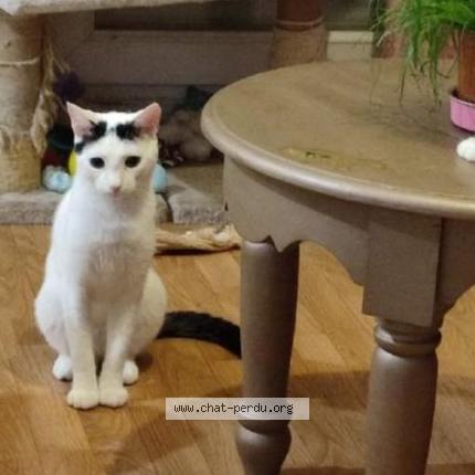 Photo 1/1 Chat retrouvé Perdu à Bayonne