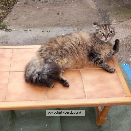 Photo de chat perdu à Soussans