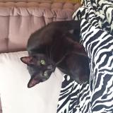 Photo de chat trouvé à Houilles